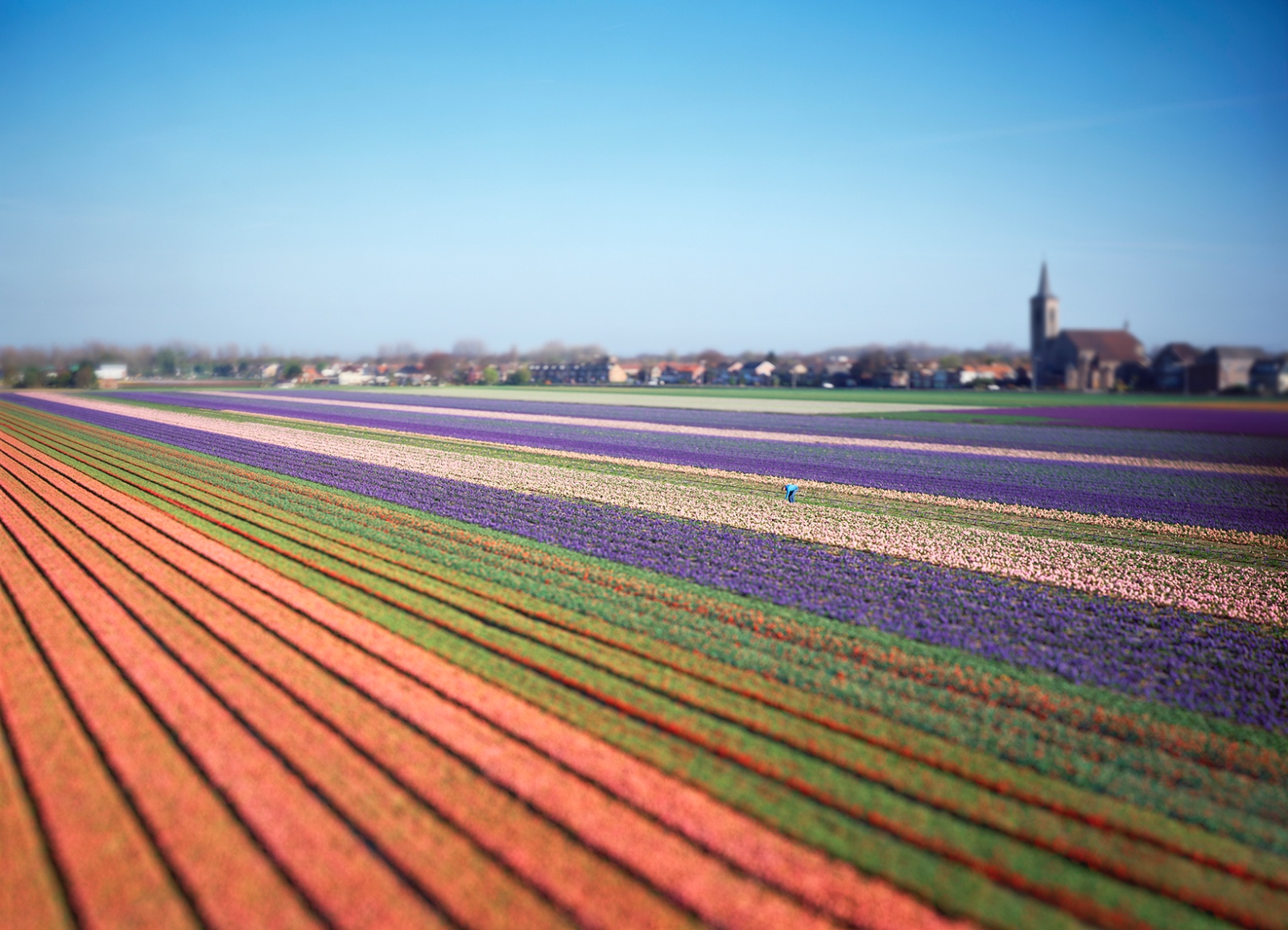 De Zilk Bulb Fields